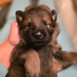 Black collar (Bandit) - Sable male German Shepherd puppy in Hermitage, Pennsylvania from Shepherds of the Hundred Acres