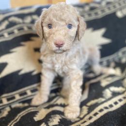 Charlie (Pink Collar) - Cream female Labradoodle puppy in Toledo, Washington from Bigfoot Doodles