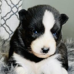 France - Female 2 - Agouti and white female Siberian Husky puppy in Monroe, Georgia from Beastly Beauties Huskies & Pomskies