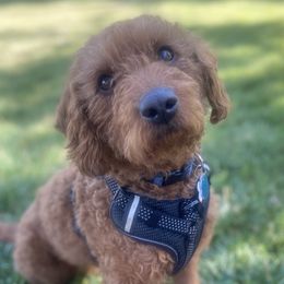 Phoebe - Labradoodle