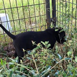 Black Girl - Black female Labrador Retriever puppy in Salado, Texas from Wild Games Labradors