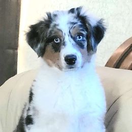 Jewel - Australian Shepherd