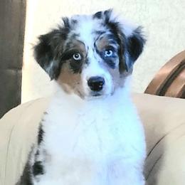 Jewel - Australian Shepherd