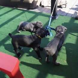 Cane Corso Puppies from Knights Watch Cane Corso