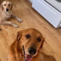 Golden Retrievers from Lin Ranae Goldens