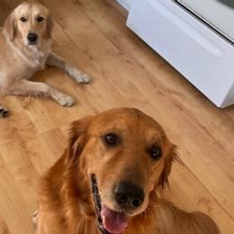 Golden Retrievers from Lin Ranae Goldens