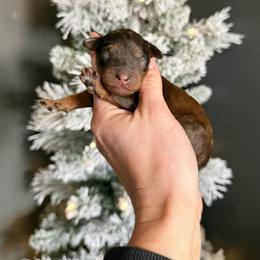 Lungo sable merle - Merle male Australian Labradoodle puppy in Wamego, Kansas from Doodles of Oz