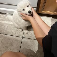 Samoyed Puppies from Virgin River Samoyeds