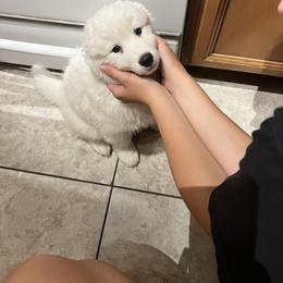 Samoyed Puppies from Virgin River Samoyeds