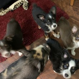Toy Australian Shepherd Puppies from Desert Fox Aussies