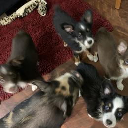 Toy Australian Shepherd Puppies from Desert Fox Aussies