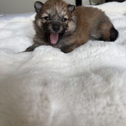 Pomeranian Puppies from Fam. Pomerania