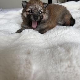 Pomeranian Puppies from Fam. Pomerania