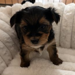 Yorkshire Terrier Puppies from Barter Town Yorkies