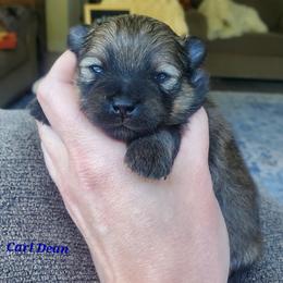 Carl Dean - Orange sable male Pomeranian puppy in Saint Charles, Missouri from Bisous Pomeranians & Heartland Sh