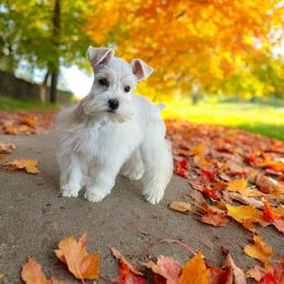 Miniature Schnauzer Puppies from Cali Sun-kissed Schnauzers