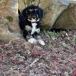 Assorted Doodle Crosses, Bernedoodle, Goldendoodle, and Sheepadoodle Puppies from Happy Top Doodles