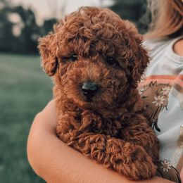 Remi - Red  male Poodle puppy in Benton, Illinois from J & J Miniature Poodles