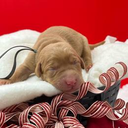 Gray collar - Yellow male Labrador Retriever puppy in Heath Springs, South Carolina from Rich Hill Retrievers