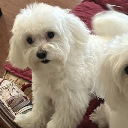 Maltese from Majestex Maltese