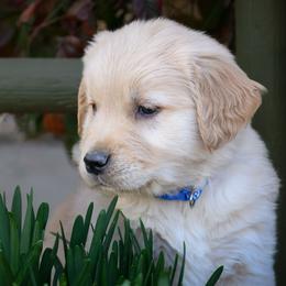Golden Retriever puppies from AmazingK9s