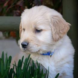 Golden Retriever puppies from AmazingK9s