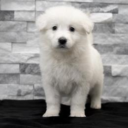 Berger Blanc Suisse Puppies from Moonlight Berger Blanc Suisses