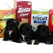 Lowchen Puppies from Willowcreek Lowchens