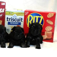 Lowchen Puppies from Willowcreek Lowchens