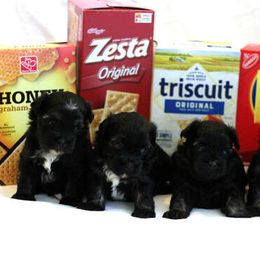 Lowchen Puppies from Willowcreek Lowchens
