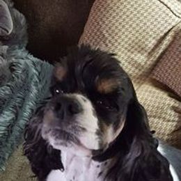 Quinn - Cocker Spaniel