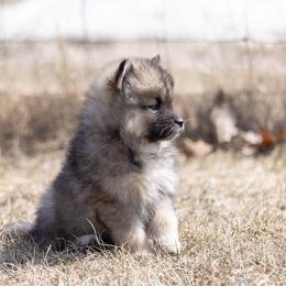 Pomsky Puppies from New World Pomskies