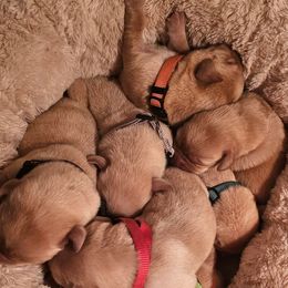 Black - Yellow male Labrador Retriever puppy in Siloam Springs, Arkansas from Karemy Kennels (Karemy Labradors)