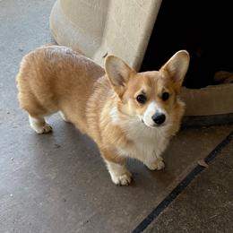 Rue - Fawn female Pembroke Welsh Corgi puppy in De Witt, Arkansas from Western Plains Kennel
