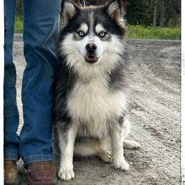Pyro - Pomsky