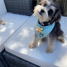 Schnoodle Puppies from Noodle Tings Puppies