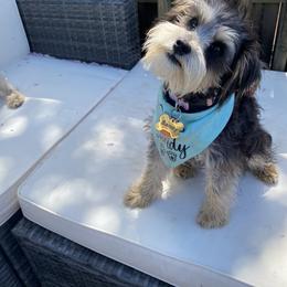 Schnoodle Puppies from Noodle Tings Puppies