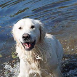 Golden Retrievers from Golden Pond Retrievers