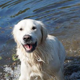 Golden Retrievers from Golden Pond Retrievers