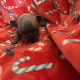 Lilly - Blue fawn female French Bulldog puppy in Alabama from Southern Bulldogs