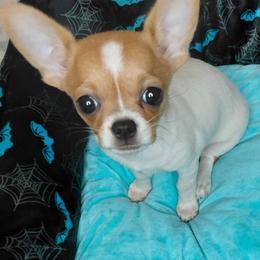 Periwinkle - Sable spotted white female Chihuahua puppy in Gordon, Alabama from Roodhaus Chihuahuas