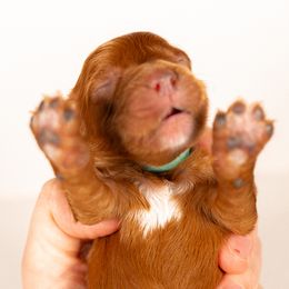 Bernedoodle, Cavapoo, Goldendoodle, and Poodle Puppies from Wasatch Pup