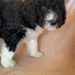 Percy - Black and white male Bernedoodle puppy in Grant City, Missouri from Timberline Paws