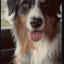 Australian Shepherd All Grown Up from Muckalee Lane Aussies