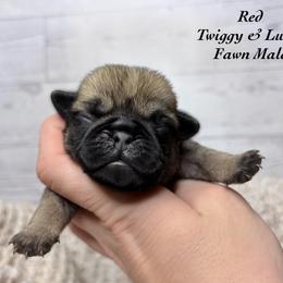 Red - Fawn male Pug puppy in Randleman, North Carolina from Peachy Pugs