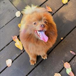 Grizzly Wintergreen - Chocolate male Pomeranian puppy in Albany, Oregon from Purrs N Poms
