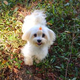 Snowbird - Maltipoo