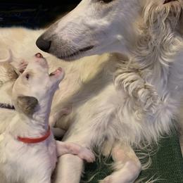 Emily - Borzoi