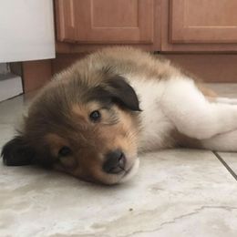 Collie and Old Time Scotch Collie Puppies from Oasis Farm Collies