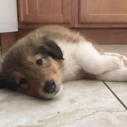 Collie and Old Time Scotch Collie Puppies from Oasis Farm Collies